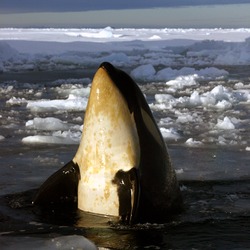 Orca Orcinus Killer Whale Orca_orque_mcmurdo_ross