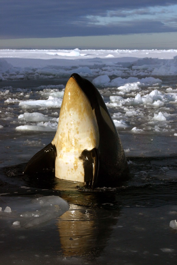 Orca Orcinus Killer Whale Orca_orque_mcmurdo_ross