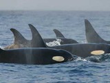 Orca Orcinus Killer Whale Orca_pod_southern_residents