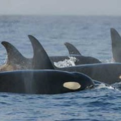 Orca Orcinus Killer Whale Orca_pod_southern_residents