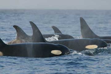 Orca Orcinus Killer Whale Orca_pod_southern_residents