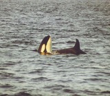 Ocean Mammals