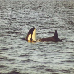 Orca Orcinus Killer Whale Orca_tysfjord1