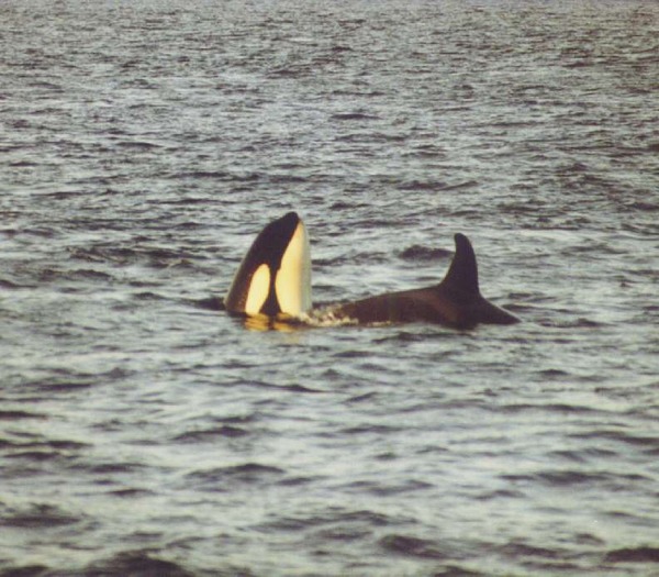 Orca Orcinus Killer Whale Orca_tysfjord1