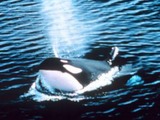Orca Orcinus Killer Whale Orca
