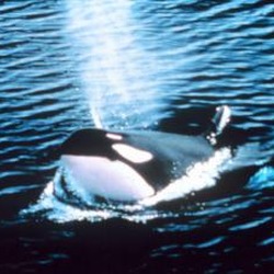 Orca Orcinus Killer Whale Orca