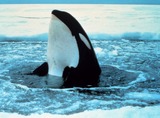 Ocean Mammals