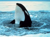 Orca Orcinus Killer Whale Orca_wal_2