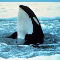 Orca Orcinus Killer Whale Orca_wal_2