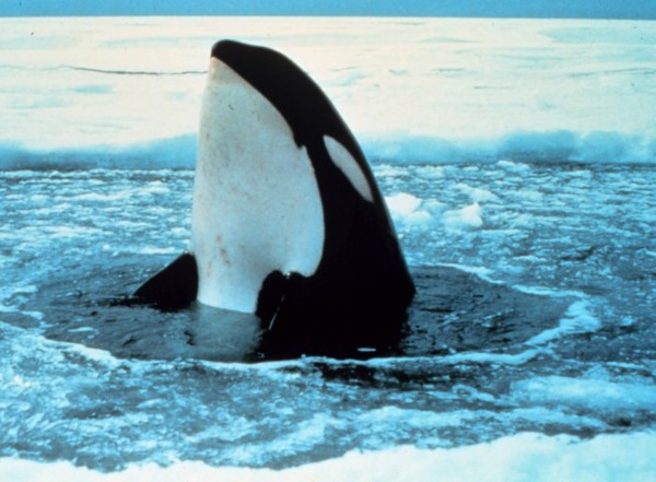 Orca Orcinus Killer Whale Orca_wal_2