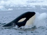 Orca Orcinus Killer Whale Orca_with_iceball_cropped