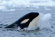 Orca Orcinus Killer Whale Orca_with_iceball_cropped