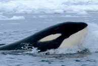 Orca Orcinus Killer Whale Orca_with_iceball_cropped