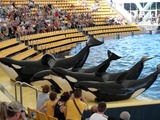 Orca Orcinus Killer Whale Orcas_at_Loro_Parque_08