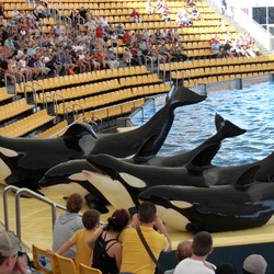 Orca Orcinus Killer Whale Orcas_at_Loro_Parque_08