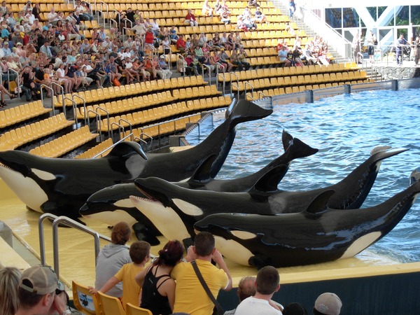 Orca Orcinus Killer Whale Orcas_at_Loro_Parque_08