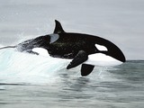 Orca Orcinus Killer Whale Orcinus_orca-Zeichnung