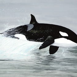 Orca Orcinus Killer Whale Orcinus_orca-Zeichnung