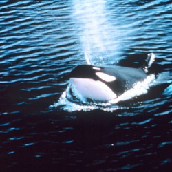 Orca Orcinus Killer Whale Orcinus_orca_NOAA