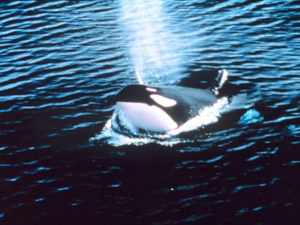 Orca Orcinus Killer Whale Orcinus_orca_NOAA