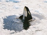 Orca Orcinus Killer Whale Peeking_Orca