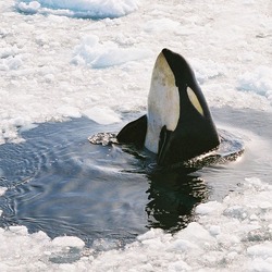 Orca Orcinus Killer Whale Peeking_Orca