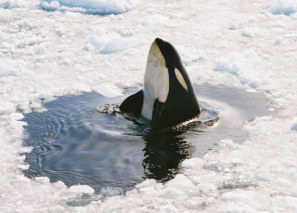 Orca Orcinus Killer Whale Peeking_Orca