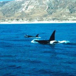 Orca Orcinus Killer Whale Santarosa california