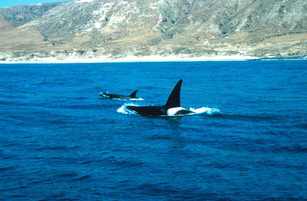 Orca Orcinus Killer Whale Santarosa california