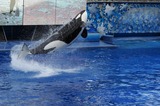 Ocean Mammals