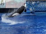 Orca Orcinus Killer Whale Seaworld-Orlando-Shamu-1507