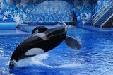Ocean Mammals