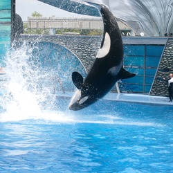 Orca Orcinus Killer Whale Shamu_at_SeaWorld