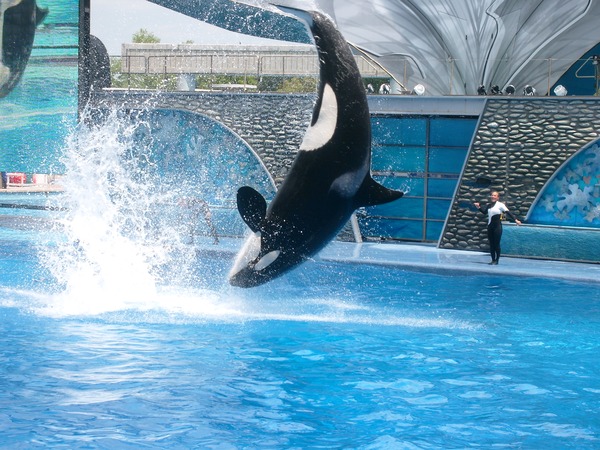 Orca Orcinus Killer Whale Shamu_at_SeaWorld