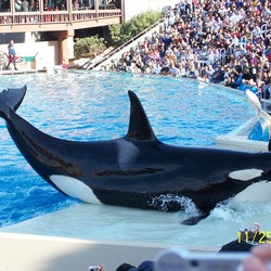 Orca Orcinus Killer Whale Shamubeach