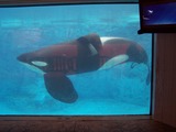 Orca Orcinus Killer Whale Tilikum-observation-tank
