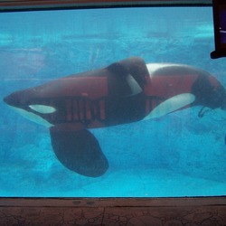 Orca Orcinus Killer Whale Tilikum-observation-tank