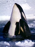 Orca Orcinus Killer Whale Type_C_Orcas_2