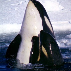 Orca Orcinus Killer Whale Type_C_Orcas_2