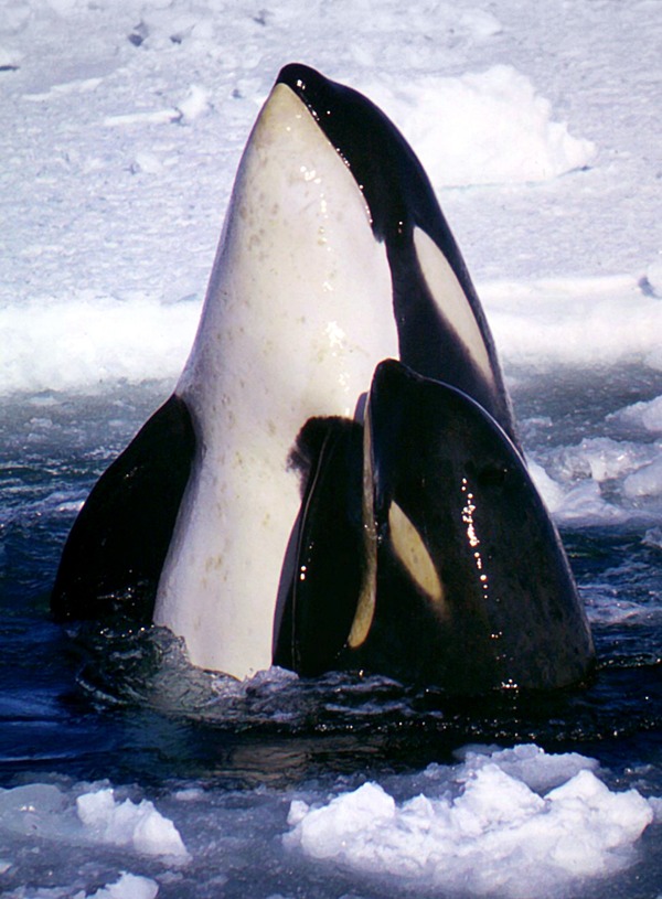 Orca Orcinus Killer Whale Type_C_Orcas_2