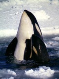 Orca Orcinus Killer Whale Type_C_Orcas