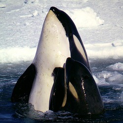 Orca Orcinus Killer Whale Type_C_Orcas