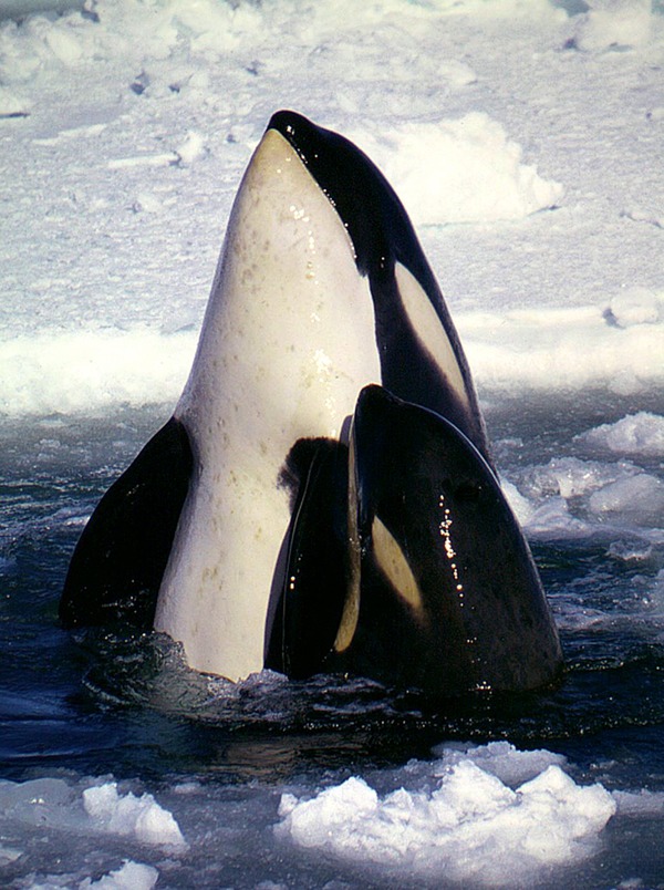 Orca Orcinus Killer Whale Type_C_Orcas