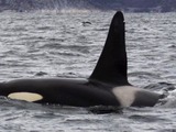 Orca Orcinus Killer Whale Tysfjord_orca_1