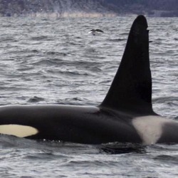 Orca Orcinus Killer Whale Tysfjord_orca_1