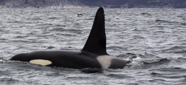 Orca Orcinus Killer Whale Tysfjord_orca_1