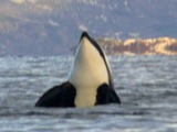 Orca Orcinus Killer Whale Tysfjord_orca_2