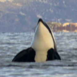 Orca Orcinus Killer Whale Tysfjord_orca_2