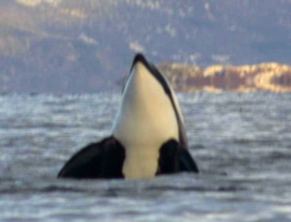 Orca Orcinus Killer Whale Tysfjord_orca_2