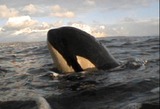 Ocean Mammals